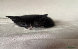 Mixed Breed cats for sale: Mixed Litter of 6 Kittens Different Personalities - Image 13