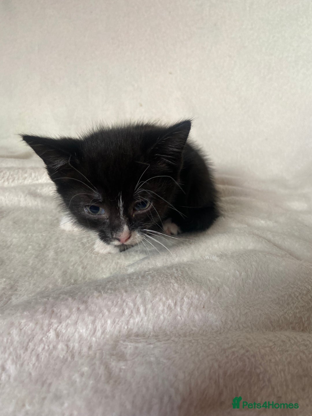 Mixed Breed cats for sale: Mixed Litter of 6 Kittens Different Personalities - Image 13