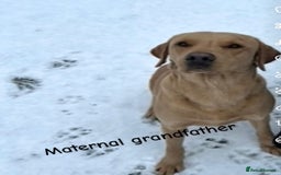 Labrador Retriever dogs for sale: Pure bred labrador puppies - Image 5