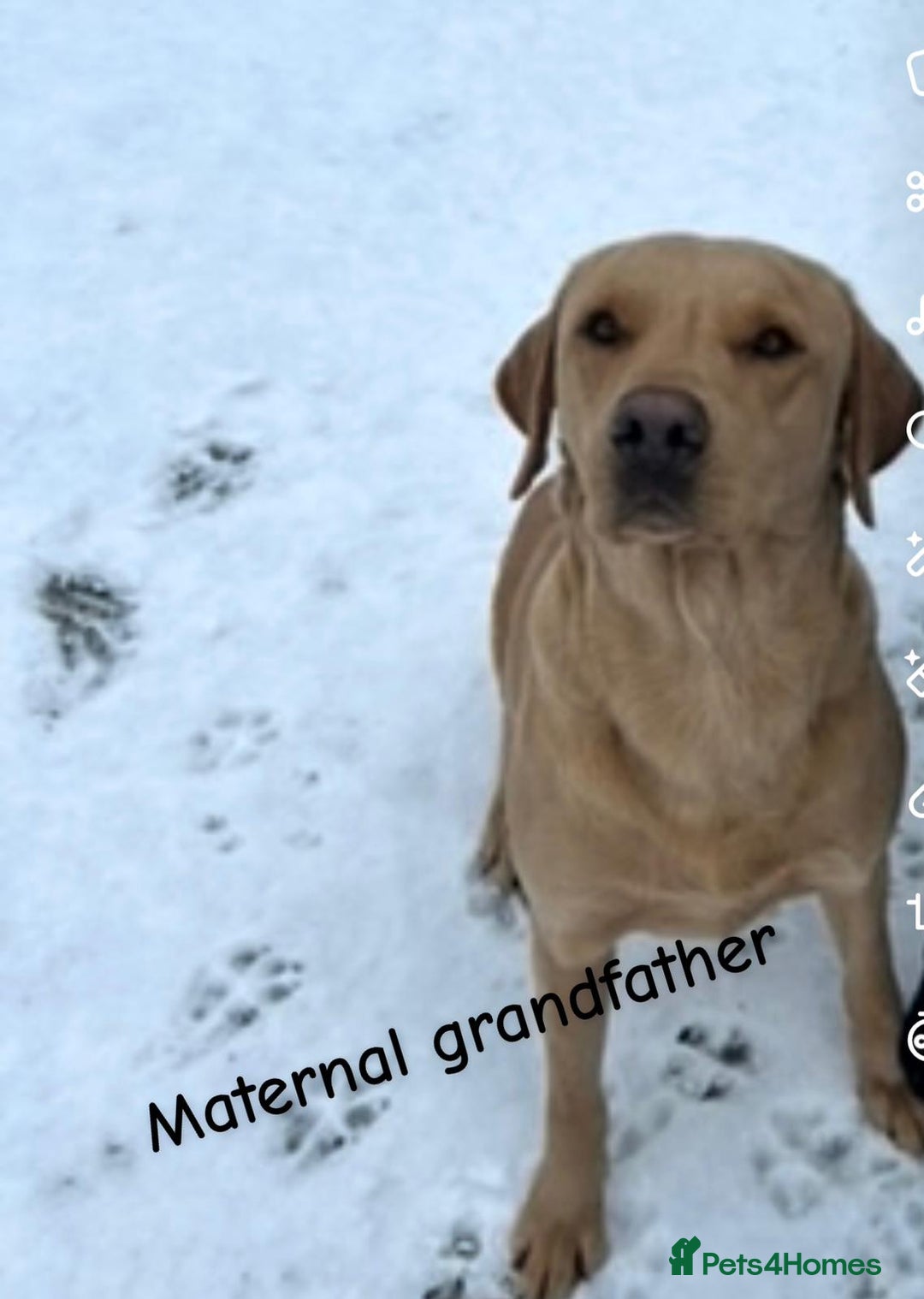 Labrador Retriever dogs for sale: Pure bred labrador puppies - Image 5