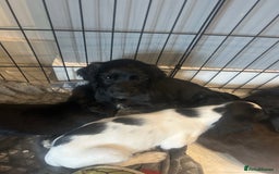 English Springer Spaniel dogs for sale: Two English springer spaniel puppies - Image 3
