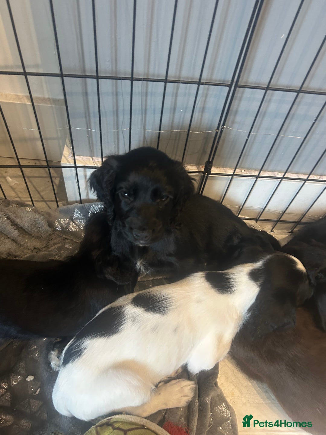 English Springer Spaniel dogs for sale: Two English springer spaniel puppies - Image 3