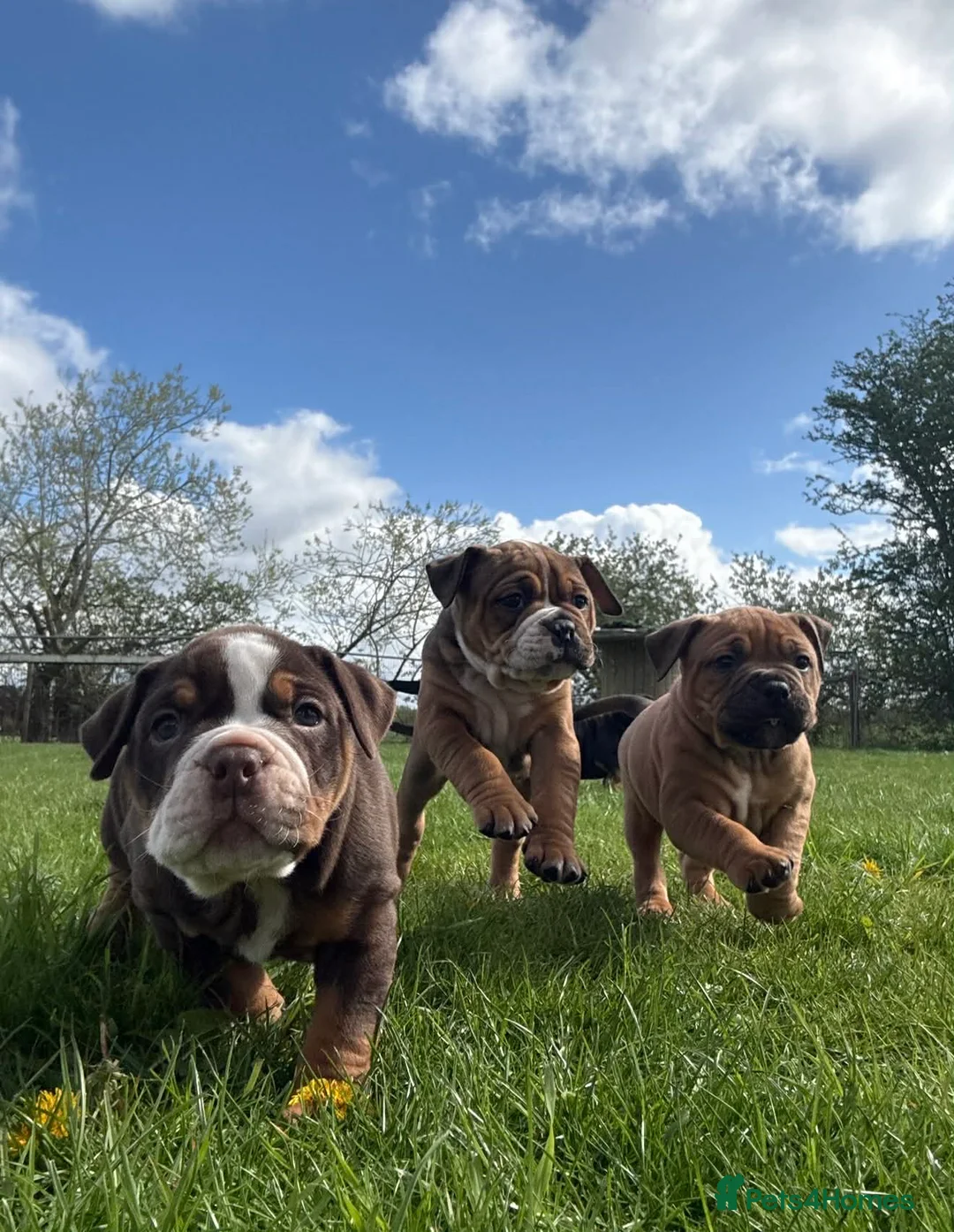 Olde English Bulldogge dogs for sale: Olde english bulldogee READY NEXT WEEK - Advert 2