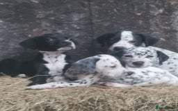 Mixed Breed dogs for sale: Dalmador - Image 7