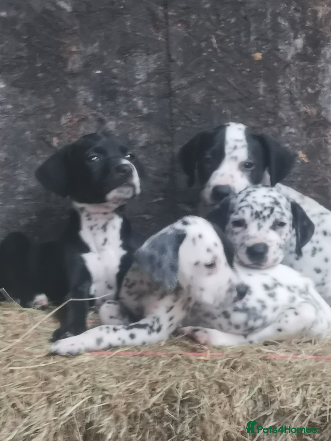Mixed Breed dogs for sale: Dalmador - Image 7