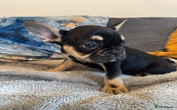 French Bulldog dogs for sale:  REDUCED, 1 GIRL LEFT French bulldog puppies  - Image 10