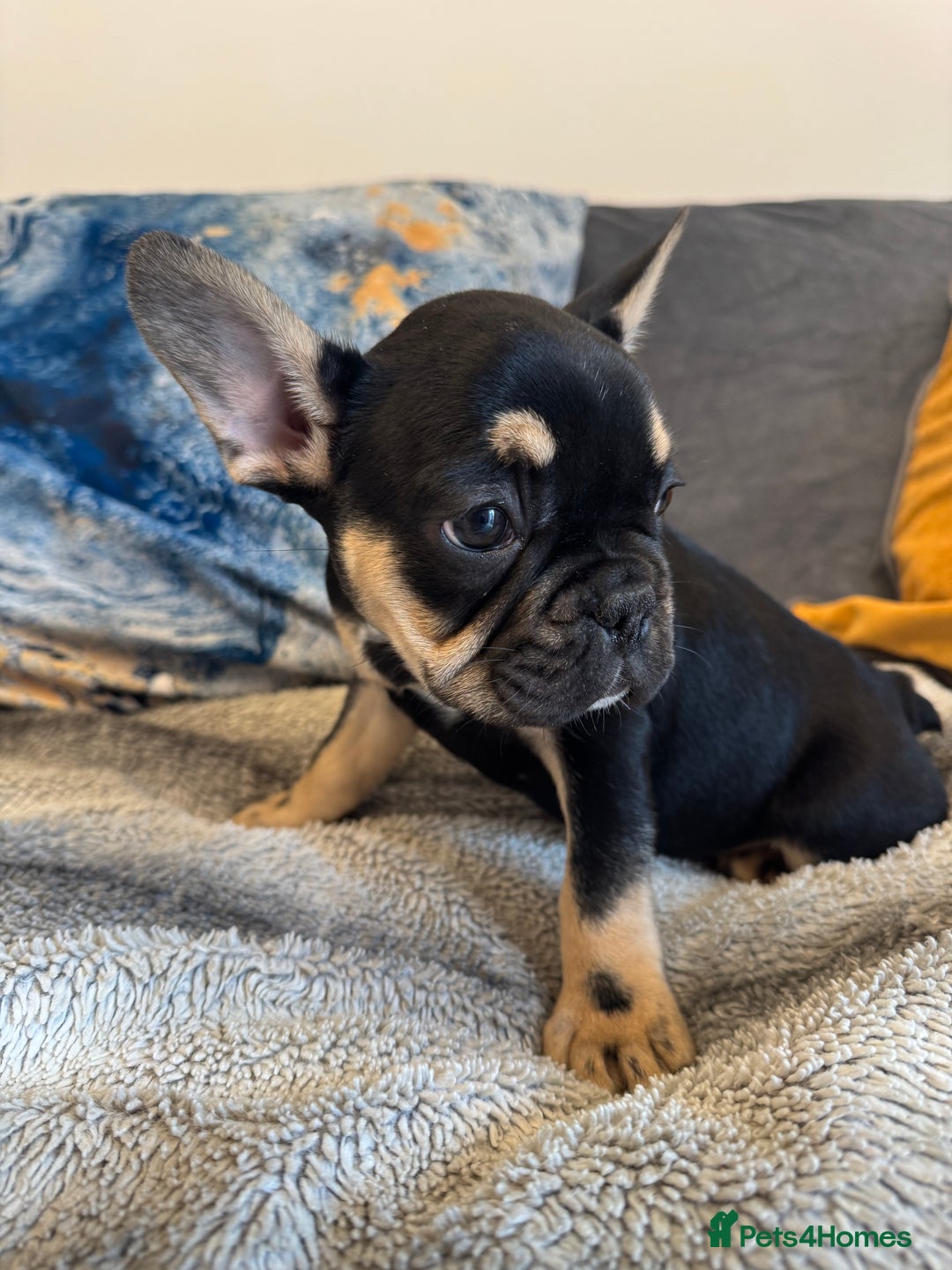 French Bulldog dogs for sale:  REDUCED, 1 GIRL LEFT French bulldog puppies  - Image 10