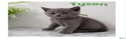 British Shorthair cats for sale: Champion bloodline BSH kittens  in Belvedere - Advert 8