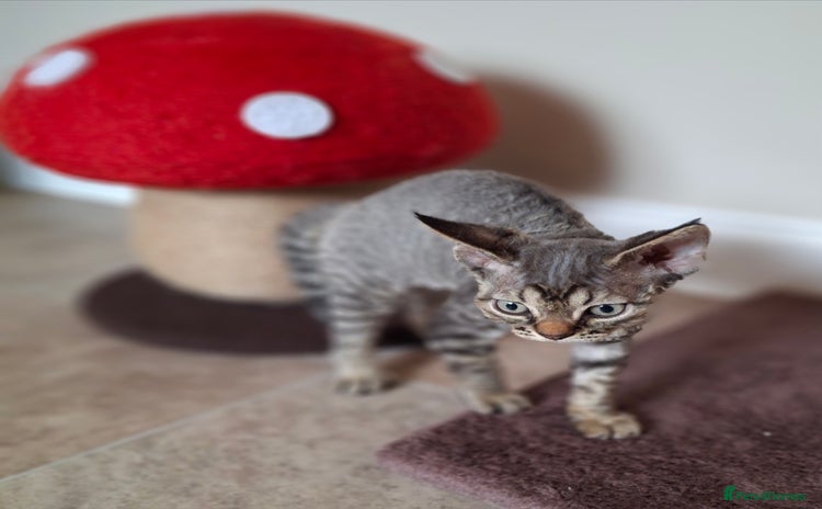 Devon Rex cats - Advert 2