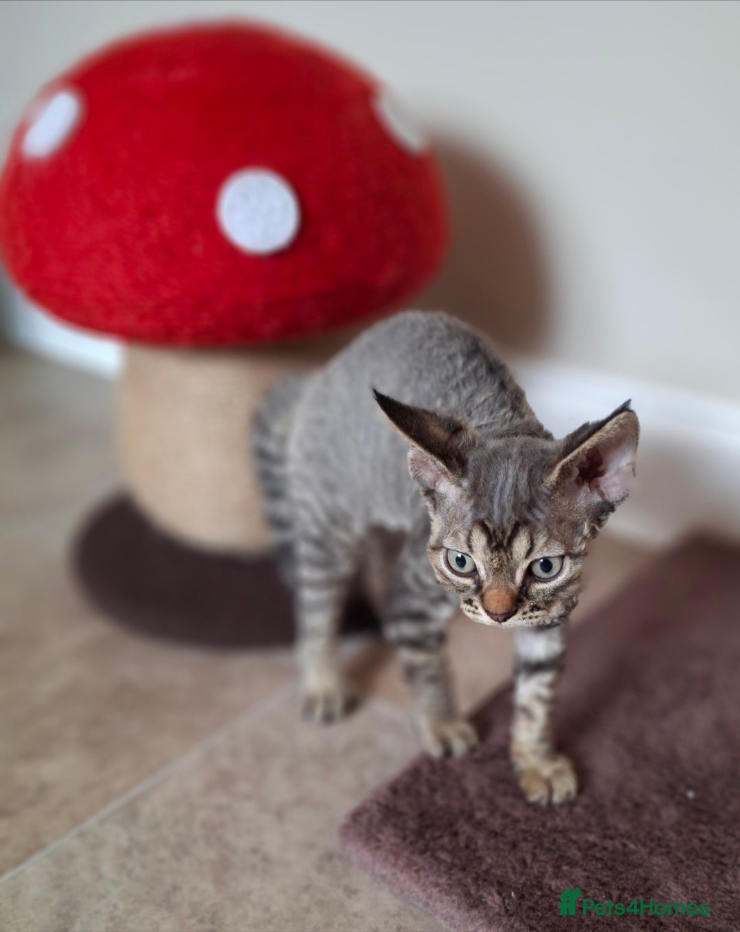 Devon Rex cats for sale: Devon Rex Kittens  - Image 3