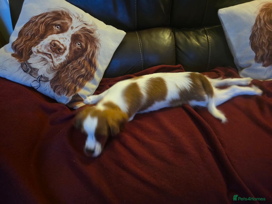 Cavalier King Charles Spaniel dogs for sale: KC Reg Cavalier King Charles pups Fully Vaccinated - Advert 5