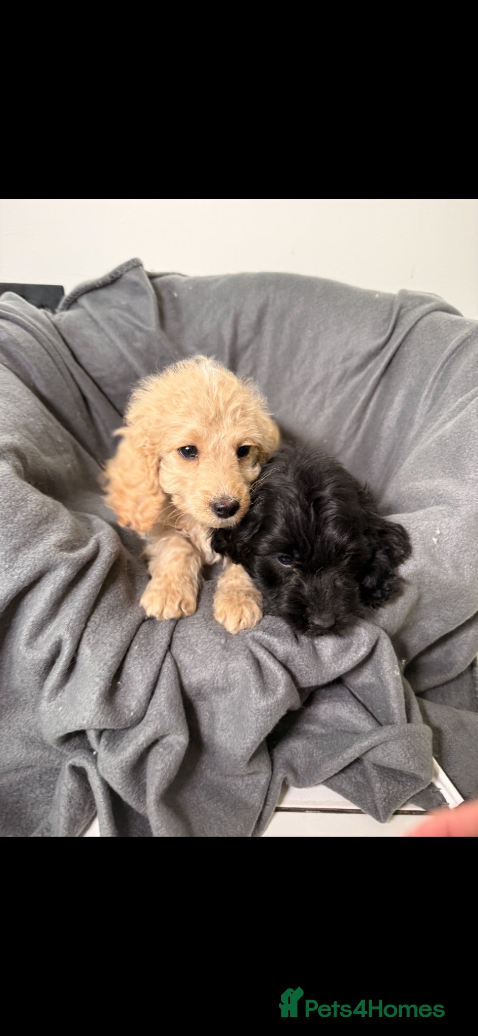 Cockapoo dogs Cockapoo pups READY TO LEAVE  - Advert 4
