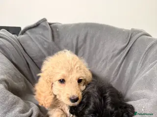 Cockapoo dogs Cockapoo pups READY TO LEAVE - Advert 1