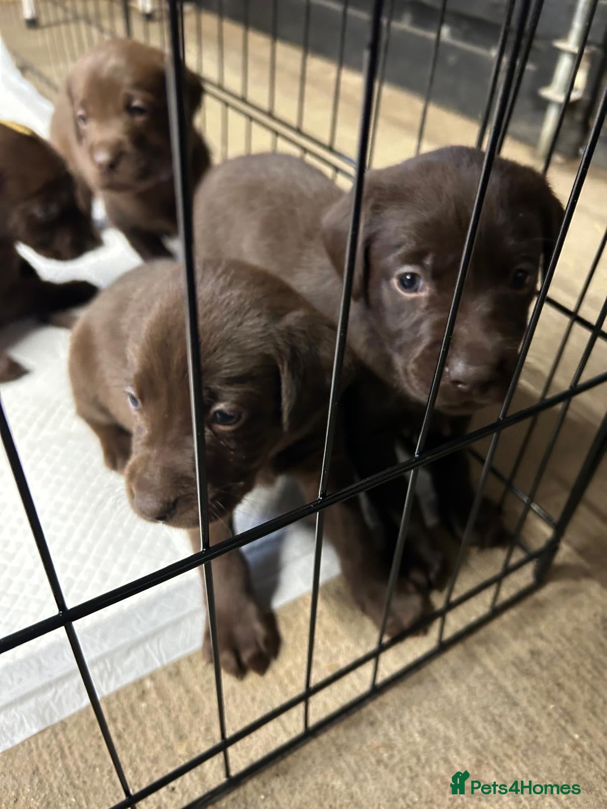 Labrador Retriever dogs 8 Pedigree Game-Breed Chocolate Labrador Puppies - Advert 20