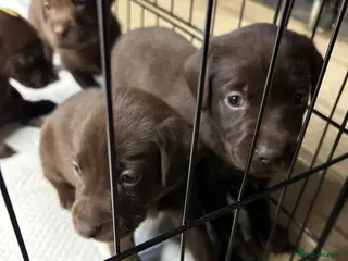 Labrador Retriever dogs 8 Pedigree Game-Breed Chocolate Labrador Puppies - Advert 20
