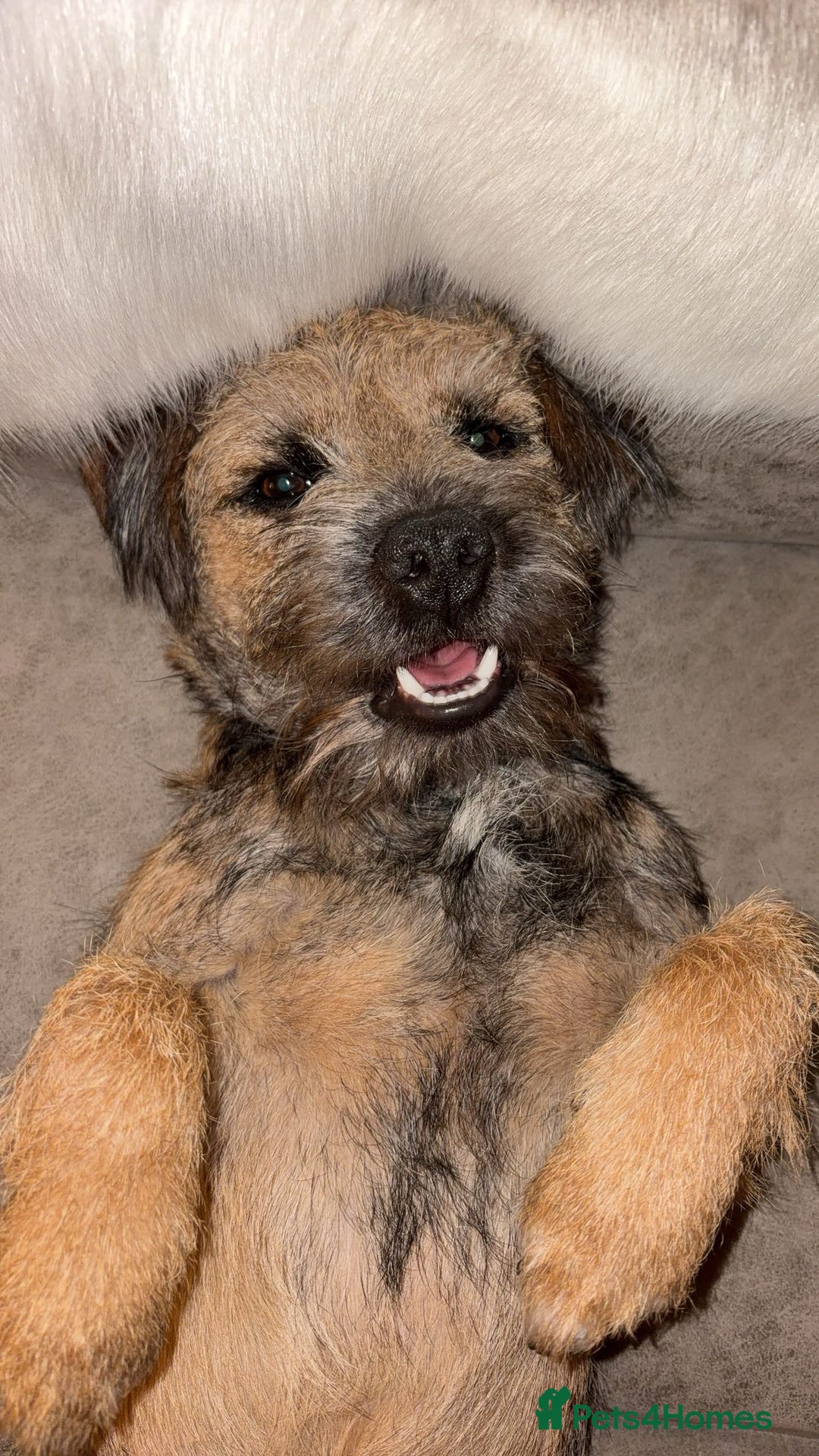 Border Terrier dogs for stud: Gorgeous George for stud - Advert 2