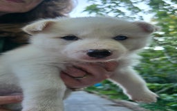 Siberian Husky dogs for sale: Siberian husky pups  - Image 11