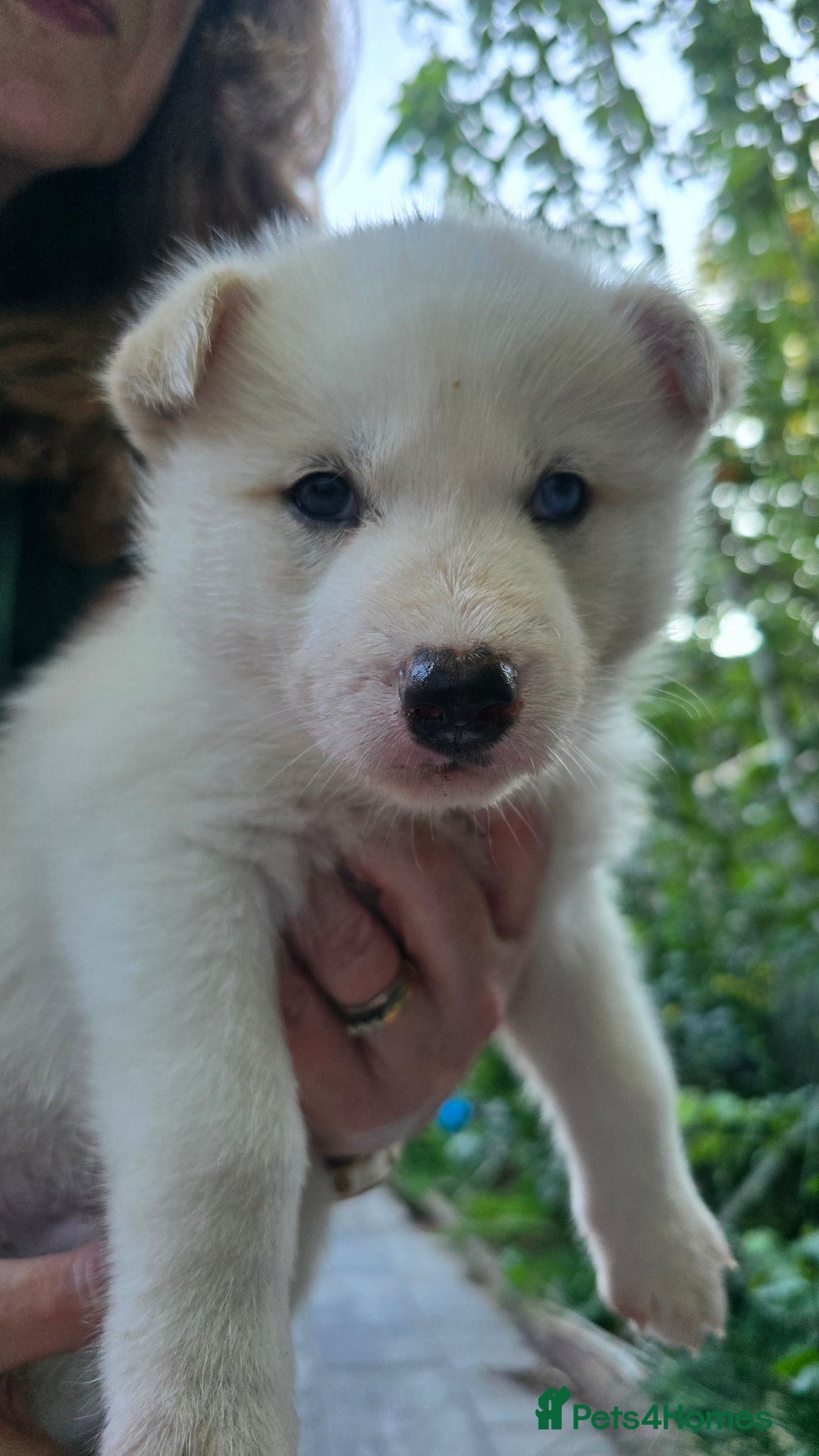 Siberian Husky dogs for sale: Siberian husky pups  - Image 11