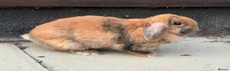 Mixed Breed rabbits for sale: Super friendly rabbit looking for a new home - Advert 2