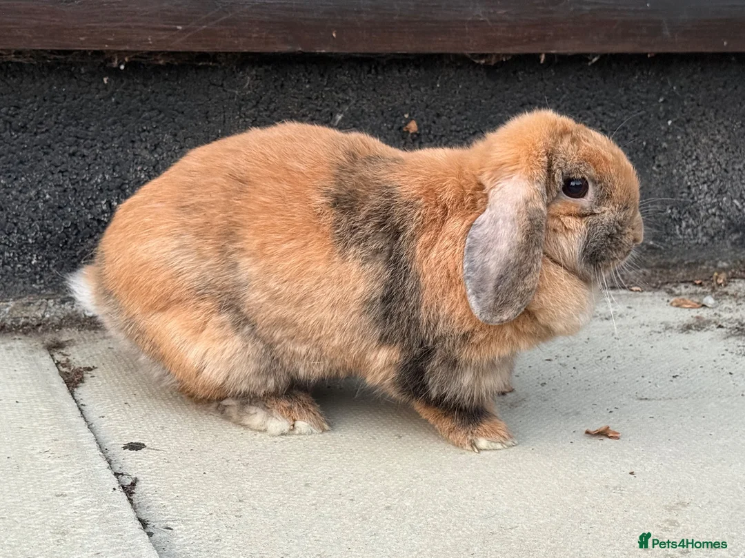 Mixed Breed rabbits for sale: Super friendly rabbit looking for a new home - Advert 2