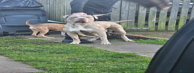 North american mastiff x
