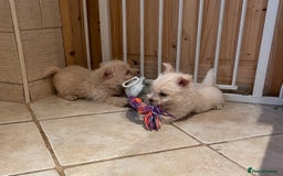Cairn Terrier dogs for sale: Stunning cairn terrier puppies  - Image 6
