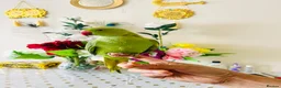 Ringnecks birds for sale: Hand Tamed/Untamed Gorgeous Ringneck available  - Advert 1