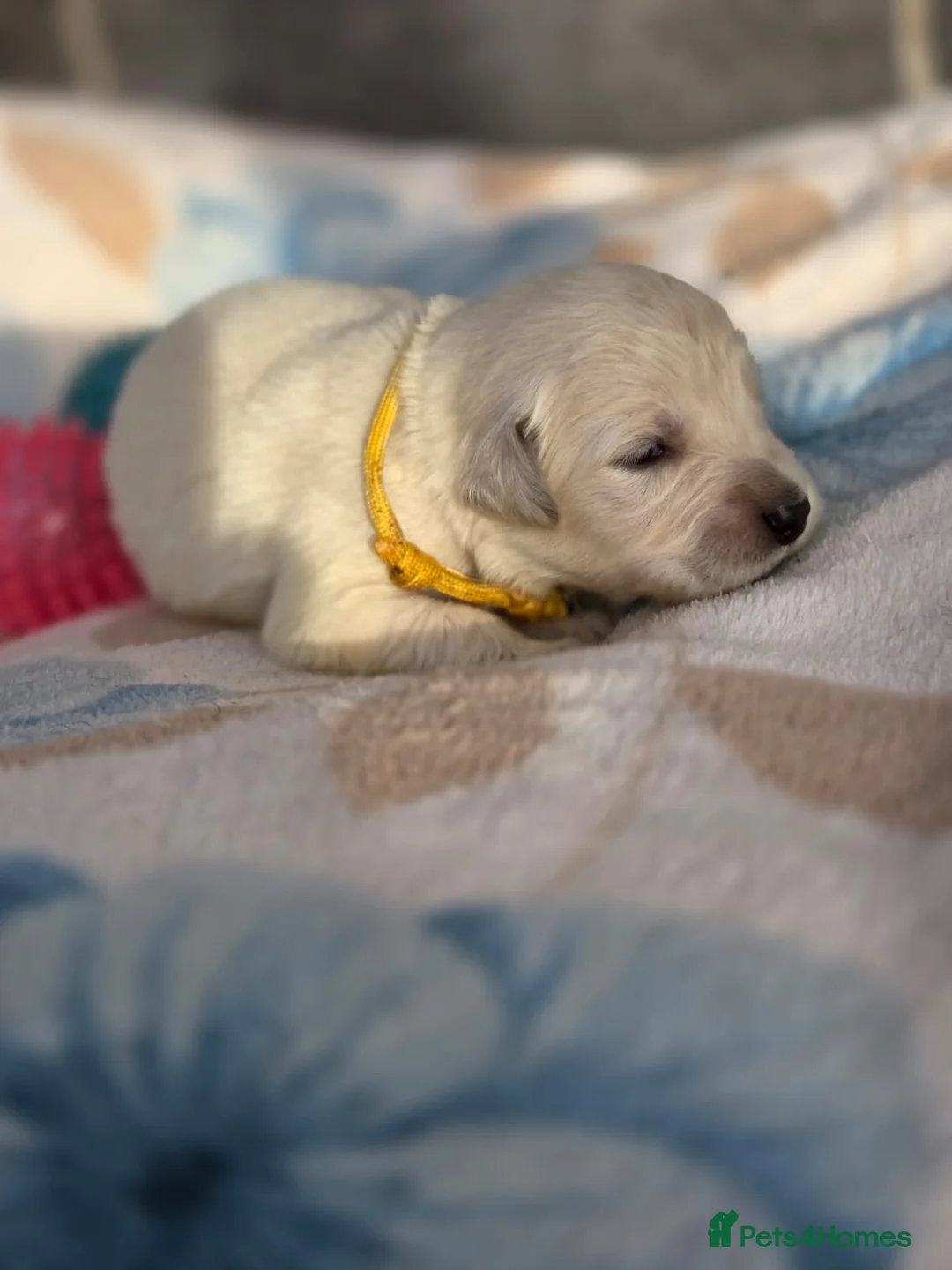 Golden Retriever dogs for sale: Beautiful kc golden retriever pups - Advert 32