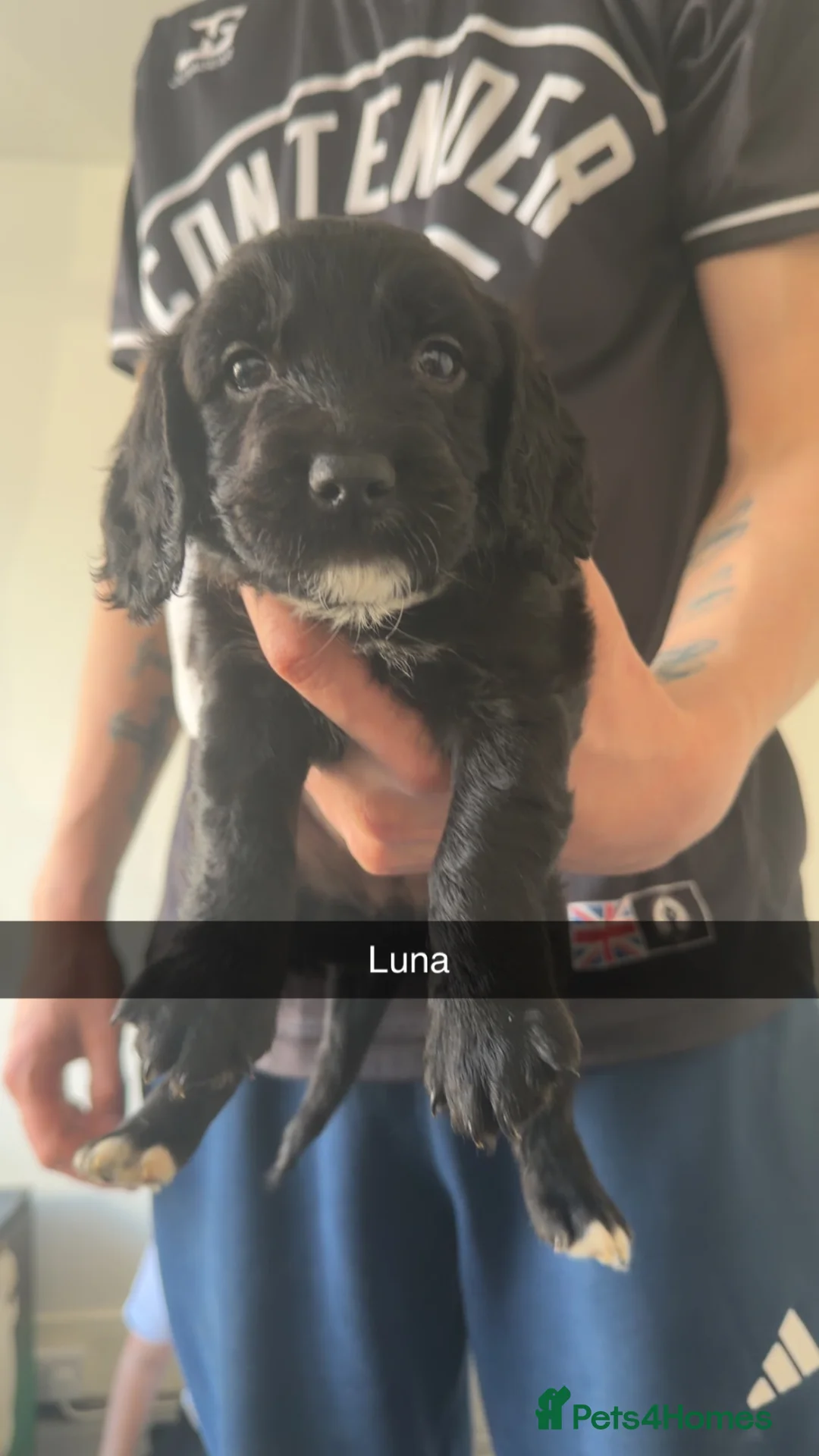 Cocker Spaniel dogs for sale: Cocker poo  - Advert 14