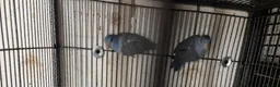 Parakeets birds for sale: Alsort cage n aviary birds  - Advert 6