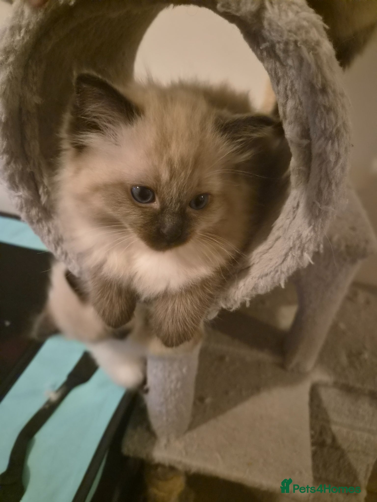 Ragdoll cats Stunning Ragdoll Kittens seal and mink seal point  - Advert 2