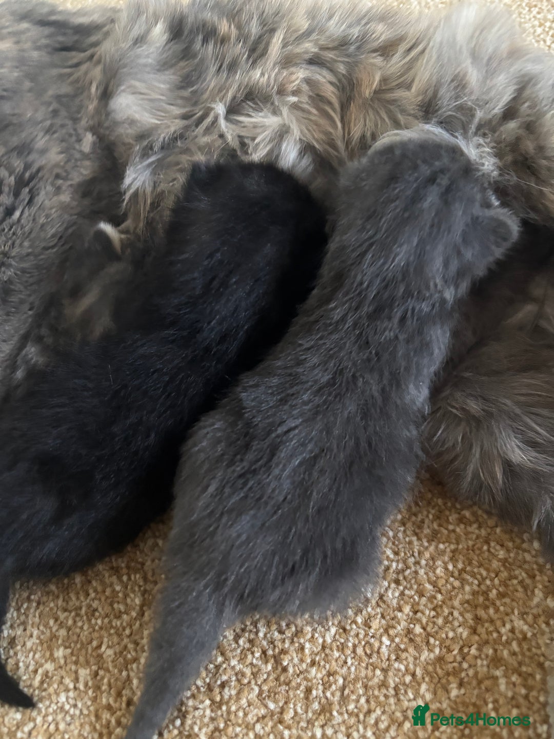Mixed Breed cats for sale: Three Gorgeous Kittens - Image 19