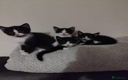 Mixed Breed cats for sale: Four beautiful black and white kittens  - Image 1
