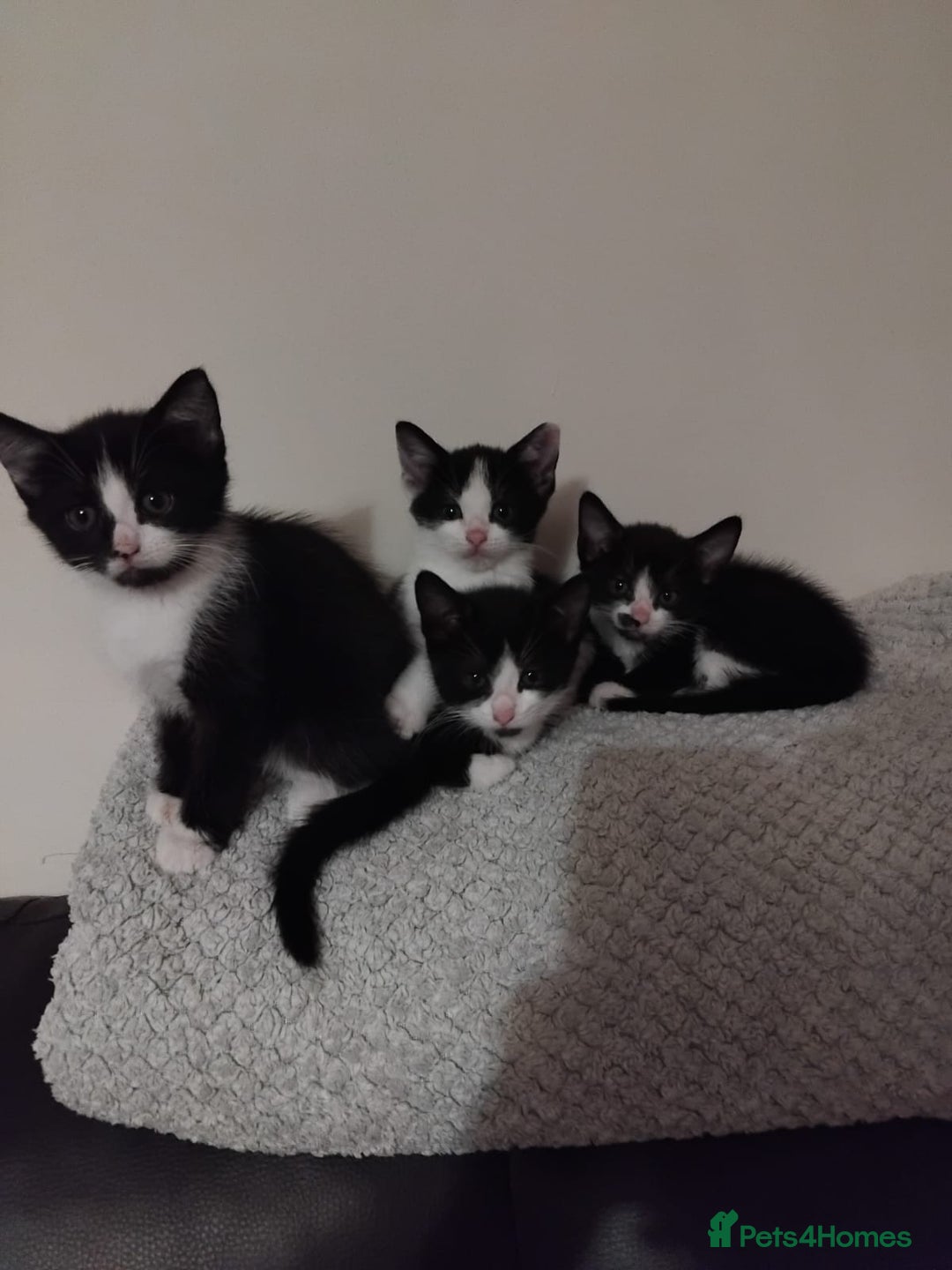 Mixed Breed cats for sale: Four beautiful black and white kittens  - Image 1