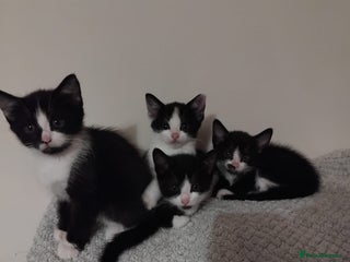 Mixed Breed cats - Advert 24