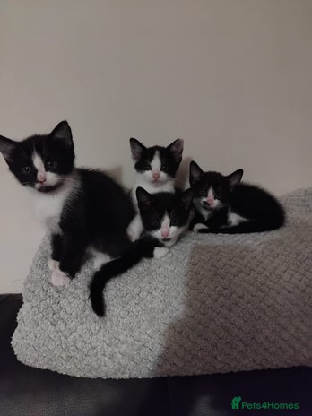 Mixed Breed cats - Advert 9
