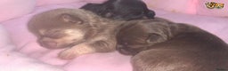 Chihuahua dogs for stud: Lilac and tan Russian import stud dog DNA tested in Rotherham - Advert 13