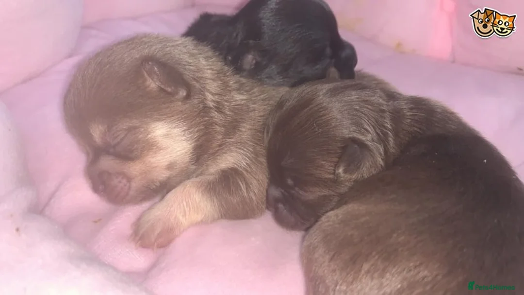 Chihuahua dogs for stud: Lilac and tan Russian import stud dog DNA tested in Rotherham - Advert 13