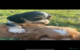 Cocker Spaniel dogs for sale: STUNNING Rizi Bizi sired Cocker puppies DNA Tested - Image 3