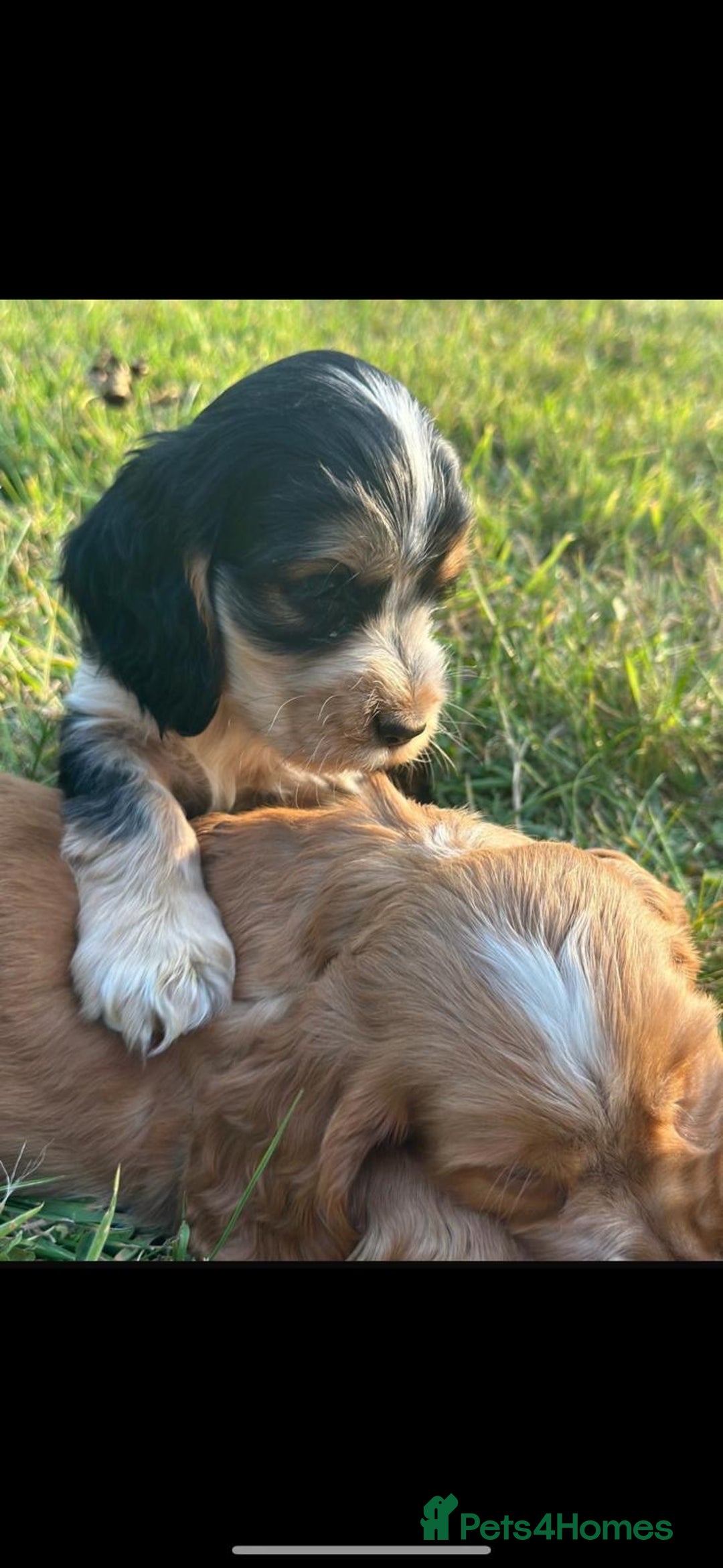 Cocker Spaniel dogs for sale: STUNNING Rizi Bizi sired Cocker puppies DNA Tested - Image 3