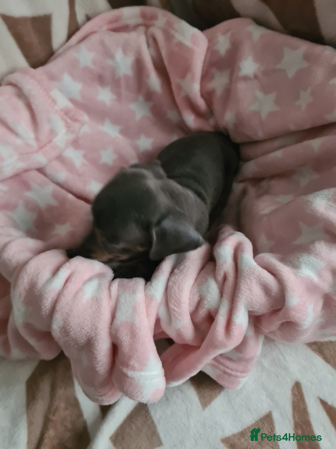 Miniature Dachshund dogs for sale: Miniature Smooth Haired Dachshund  - Advert 3