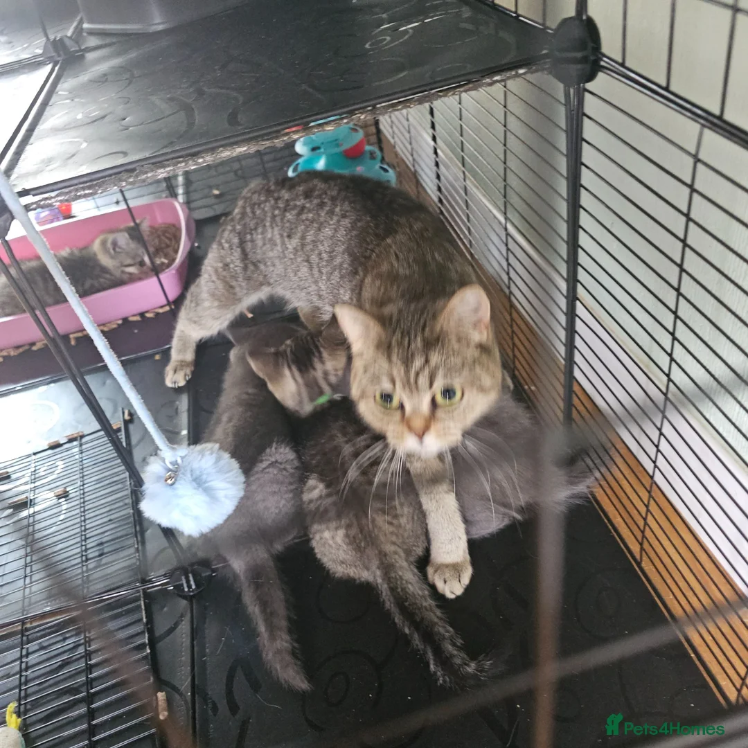 British Shorthair cats for sale: Tica registered ready to go, 1 boy and 1 girl - Advert 20