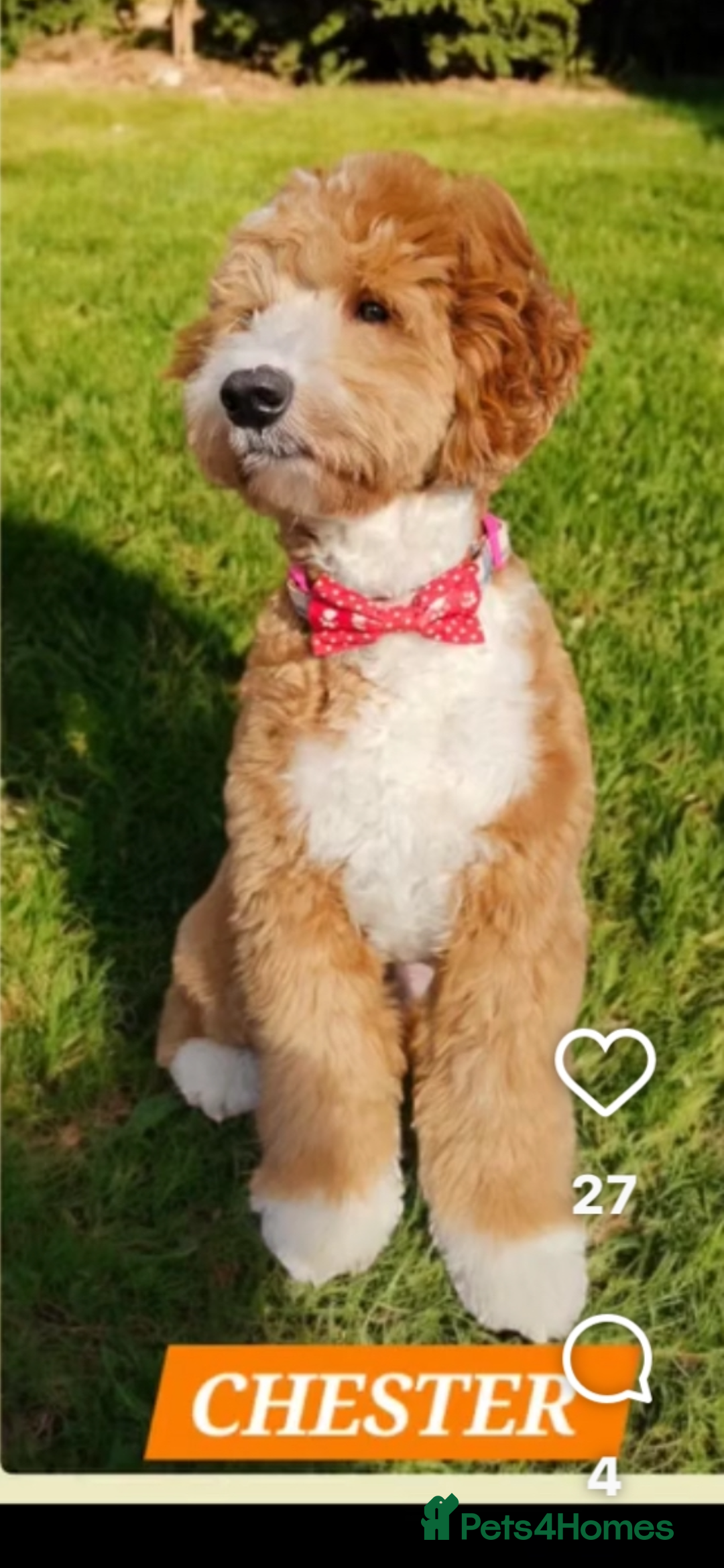 Australian Labradoodle dogs for sale: Beautiful Labradoodle puppies  - Advert 10