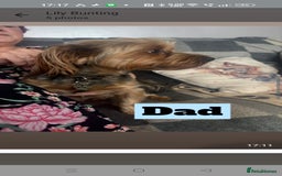 Yorkshire Terrier dogs for sale: Yorkshire Terrier puppies one boy and one girl. in Southampton - Image 4