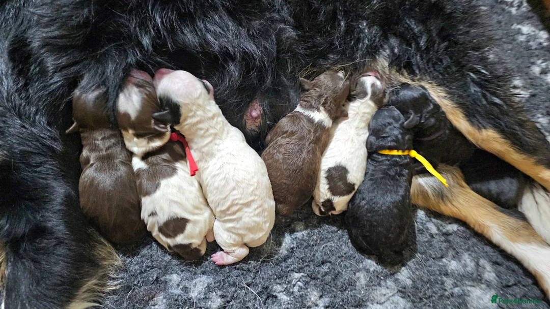 Bernedoodle dogs for sale: Stunning Bernedoodles💕DNA Health Tested Parents ! - Advert 7