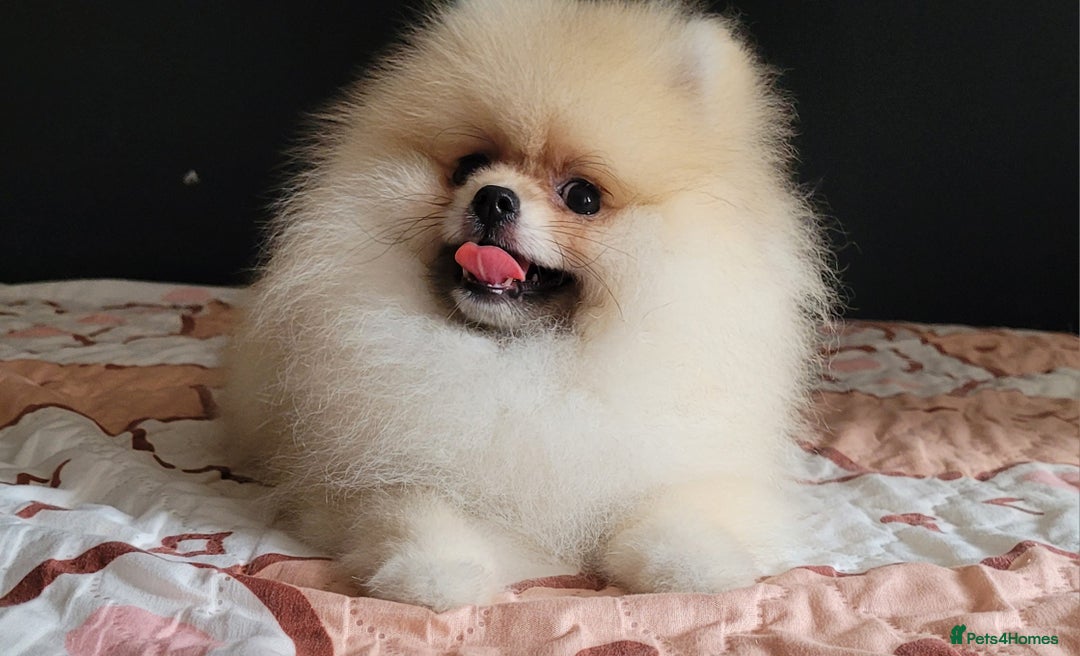 Pomeranian dogs for sale: XXS🐶KC REG🐾Pomeranian Puppies for sale🐶 in Brentwood - Image 16