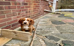 Mixed Breed dogs for sale: Cockalier, Springer Spaniel looking for a new home - Image 14