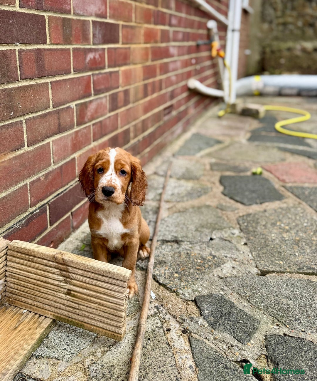 Mixed Breed dogs for sale: Cockalier, Springer Spaniel looking for a new home - Image 14