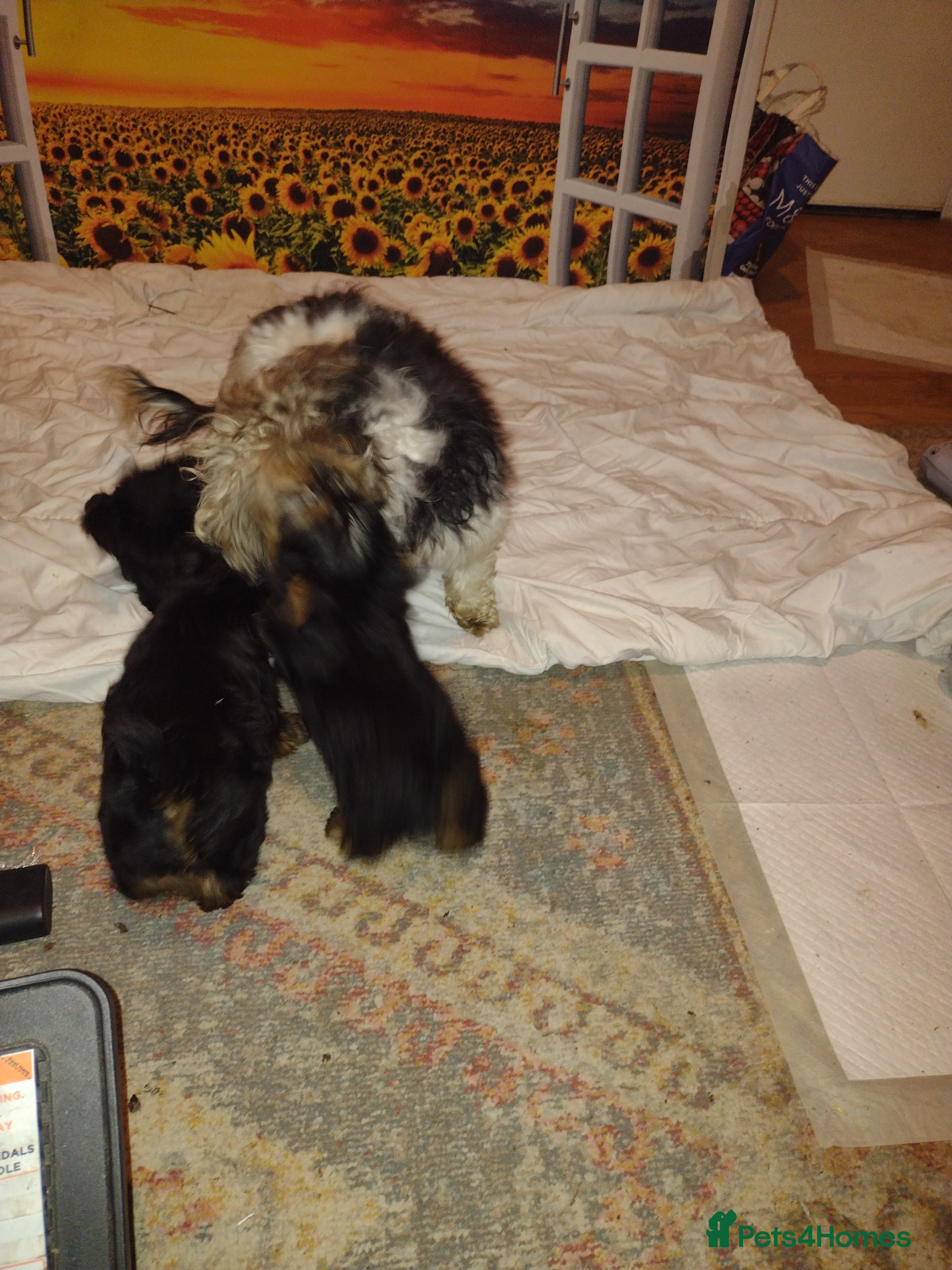 Yorkshire Terrier dogs Beautiful Yorkie puppies in London  - Advert 15