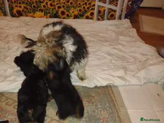 Yorkshire Terrier dogs Beautiful Yorkie puppies in London - Advert 13